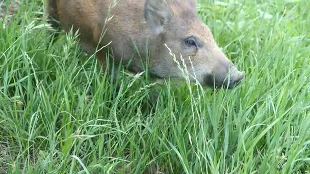 Wild boars graze — Stock Video