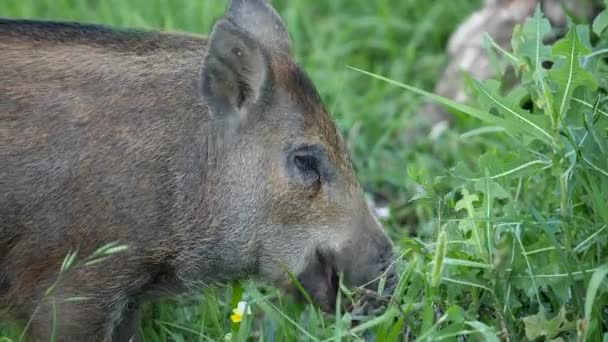 Wild boars graze — Stock Video