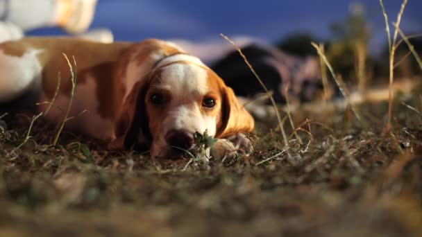 Small beagle dog lie in grass. — Stock Video