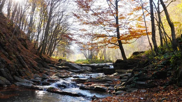 Sonbahar ormanındaki dağ nehri. Güneşli bir günde.