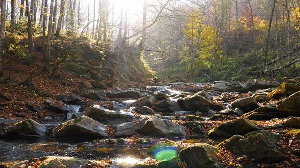 Sonbahar ormanındaki dağ nehri. Güneşli bir günde.