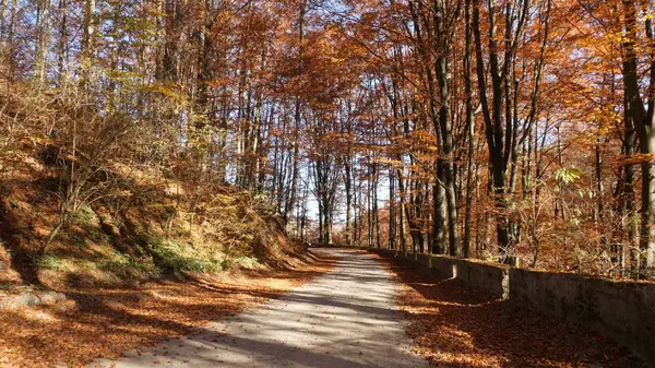 La forêt d'automne et le soleil brille à travers le feuillage. — Photo