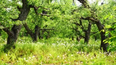 Güneşli bir karahindiba ile Bahçe