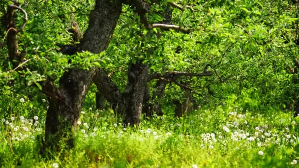 Jardín con dientes de león en un día soleado — Vídeos de Stock