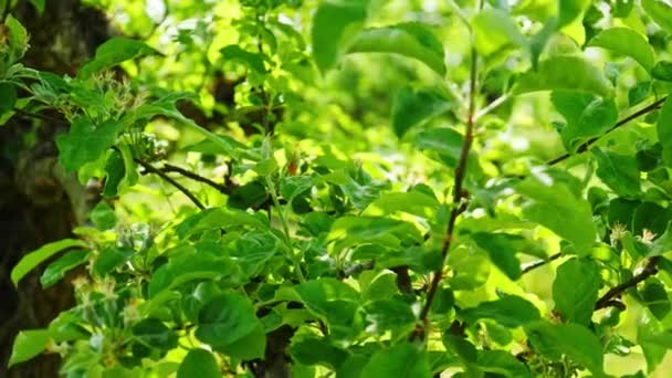 Сад с одуванчиками в солнечный день — стоковое видео