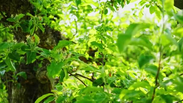 晴れた日のタンポポの庭 — ストック動画