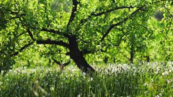 Garden with dandelions on a sunny day — Stock Video