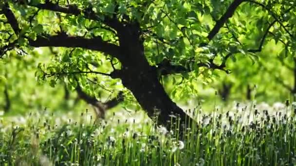 Jardín con dientes de león en un día soleado — Vídeos de Stock