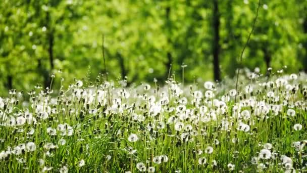 阳光明媚的日子里有蒲公英的花园 — 图库视频影像