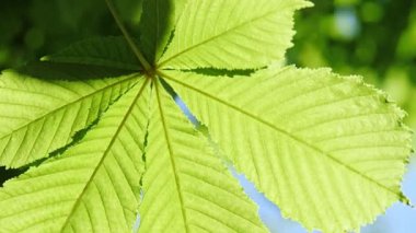 Yakın çekim kestane ağacının yaprakları, güneşli bir günde.