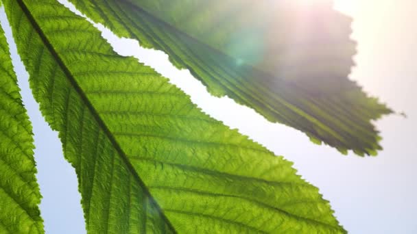 Close-up of a chestnut tree leaves, on a sunny day. — Stock Video