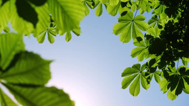 Gros plan sur les feuilles d'un châtaignier, par une journée ensoleillée . — Video