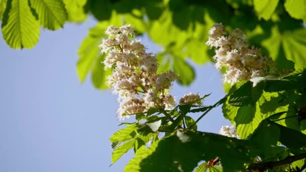 Gros plan d'une inflorescence de châtaigniers. une feuille de châtaignier, par une journée ensoleillée . — Video