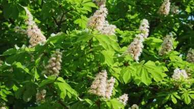 Güneşli bir çiçek ve yeşil yaprakları ile çiçek kestane ağacının bir taç. 10 bit 422 vurdu
