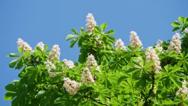 Een kroon van een bloeiend kastanje boom op een zonnige dag met bloemen en groene bladeren. Schot in 10 bit 422 — Stockvideo