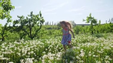 Bir kız güneşli bir günde dandelions bahçeli ile çalışır. Ağır çekim.
