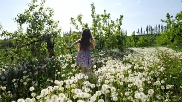 Een meisje loopt door de tuin met paardebloemen op een zonnige dag. Slow motion. — Stockvideo