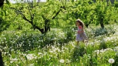 Bir kız güneşli bir günde dandelions bahçeli ile çalışır. Ağır çekim.
