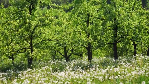 Сад с одуванчиками в солнечный день — стоковое видео