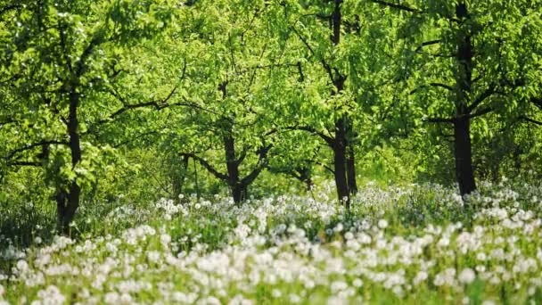 Tuin met paardebloemen op een zonnige dag — Stockvideo