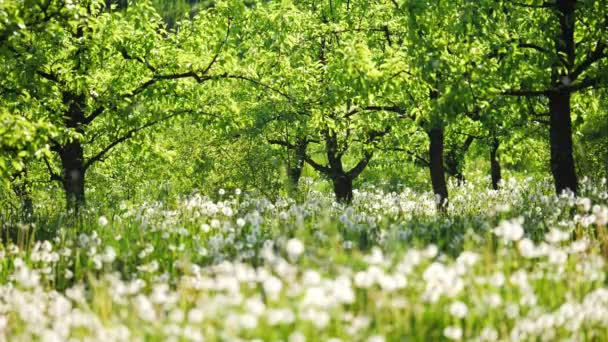 Jardin avec des pissenlits par une journée ensoleillée — Video