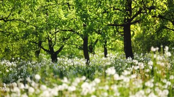 Garten mit Löwenzahn an einem sonnigen Tag — Stockvideo