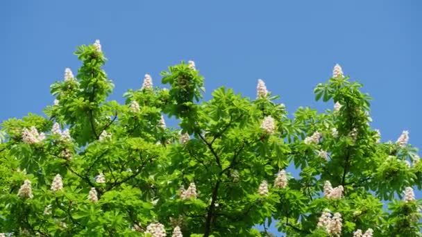 Een kroon van een bloeiend kastanje boom op een zonnige dag met bloemen en groene bladeren. Schot in 10 bit 422 — Stockvideo