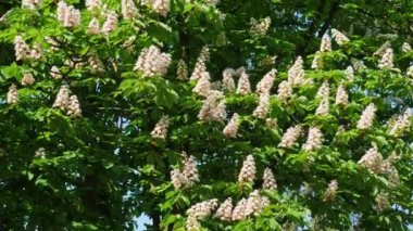 Güneşli bir çiçek ve yeşil yaprakları ile çiçek kestane ağacının bir taç. 10 bit 422 vurdu