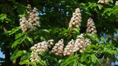 Bir kestane önümüzdeki close-up. bir kestane ağacı, güneşli bir günde bırakır. 10 bit 422 vurdu