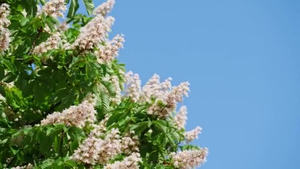 Ένα στεφάνι από μια άνθηση κάστανο δέντρο σε μια ηλιόλουστη ημέρα με λουλούδια και πράσινα φύλλα. Βολή στα 10 bit 422 — Αρχείο Βίντεο