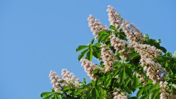 Uma coroa de uma castanheira florescente em um dia ensolarado com flores e folhas verdes. Tiro em 10bit 422 — Vídeo de Stock