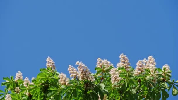 Een kroon van een bloeiend kastanje boom op een zonnige dag met bloemen en groene bladeren. Schot in 10 bit 422 — Stockvideo