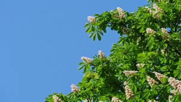 En krona av ett blommande kastanj träd en solig dag med blommor och gröna blad. Skjuten i 10 bitars 422 — Stockvideo