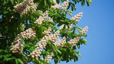 Güneşli bir çiçek ve yeşil yaprakları ile çiçek kestane ağacının bir taç. 10 bit 422 vurdu