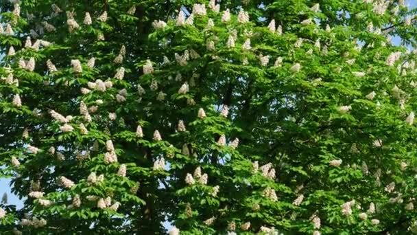 Uma coroa de uma castanheira florescente em um dia ensolarado com flores e folhas verdes. Tiro em 10bit 422 — Vídeo de Stock