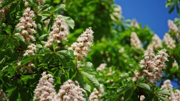 En krona av ett blommande kastanj träd en solig dag med blommor och gröna blad. Skjuten i 10 bitars 422 — Stockvideo