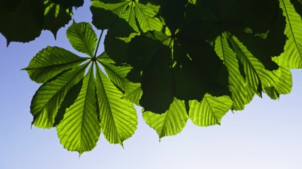 Nahaufnahme eines Kastanienbaumes, an einem sonnigen Tag. Schuss in 10bit 422 — Stockvideo