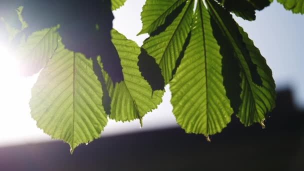 Närbild av kastanjeträd blad, en solig dag. Skjuten i 10 bitars 422 — Stockvideo