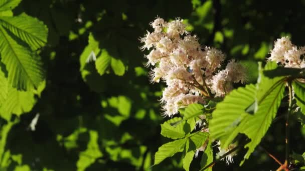 Nahaufnahme eines Kastanienblütenstandes. Ein Kastanienbaum blättert, an einem sonnigen Tag. Schuss in 10bit 422 — Stockvideo