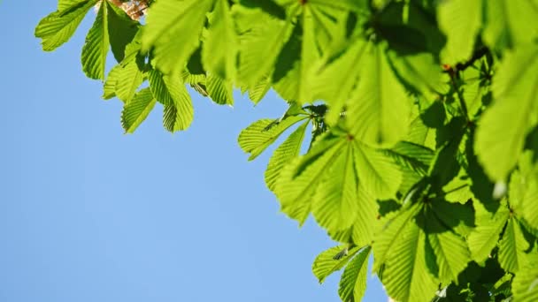 Close-up de uma árvore castanha folhas, em um dia ensolarado. Tiro em 10bit 422 — Vídeo de Stock