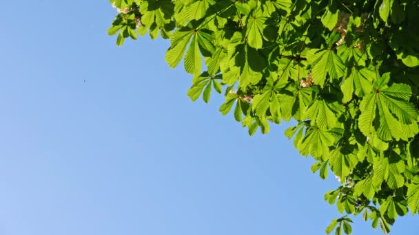 Gros plan sur les feuilles d'un châtaignier, par une journée ensoleillée. Tourné en 10bit 422 — Video