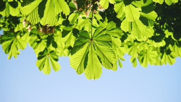 Gros plan sur les feuilles d'un châtaignier, par une journée ensoleillée. Tourné en 10bit 422 — Video