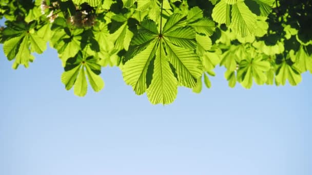 Gros plan sur les feuilles d'un châtaignier, par une journée ensoleillée. Tourné en 10bit 422 — Video
