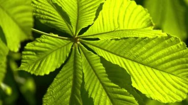 Bir kestane ağacı close-up, güneşli bir günde bırakır. 10 bit 422 vurdu