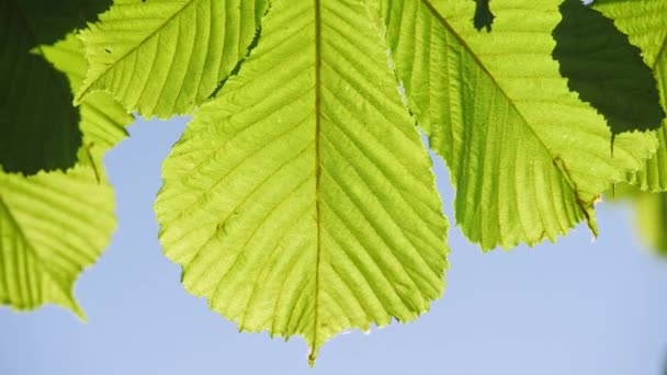 Close-up of a chestnut tree leaves, on a sunny day. Shot in 10bit 422 — Stock Video