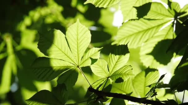 Gros plan sur les feuilles d'un châtaignier, par une journée ensoleillée. Tourné en 10bit 422 — Video