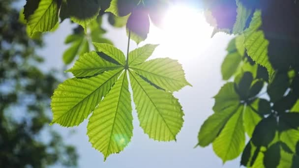 Close-up van een kastanjeboom bladeren, op een zonnige dag. Schot in 10 bit 422 — Stockvideo