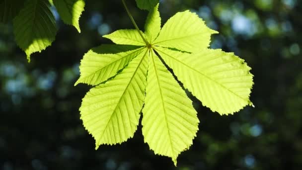 Gros plan sur les feuilles d'un châtaignier, par une journée ensoleillée. Tourné en 10bit 422 