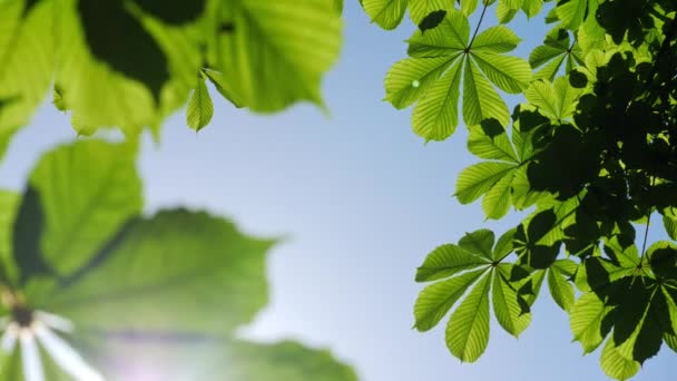 Primo piano di un castagno foglie, in una giornata di sole. Girato in 10bit 422 — Video Stock