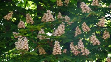 Bir kestane önümüzdeki close-up. bir kestane ağacı yaprakları, güneşli bir günde.